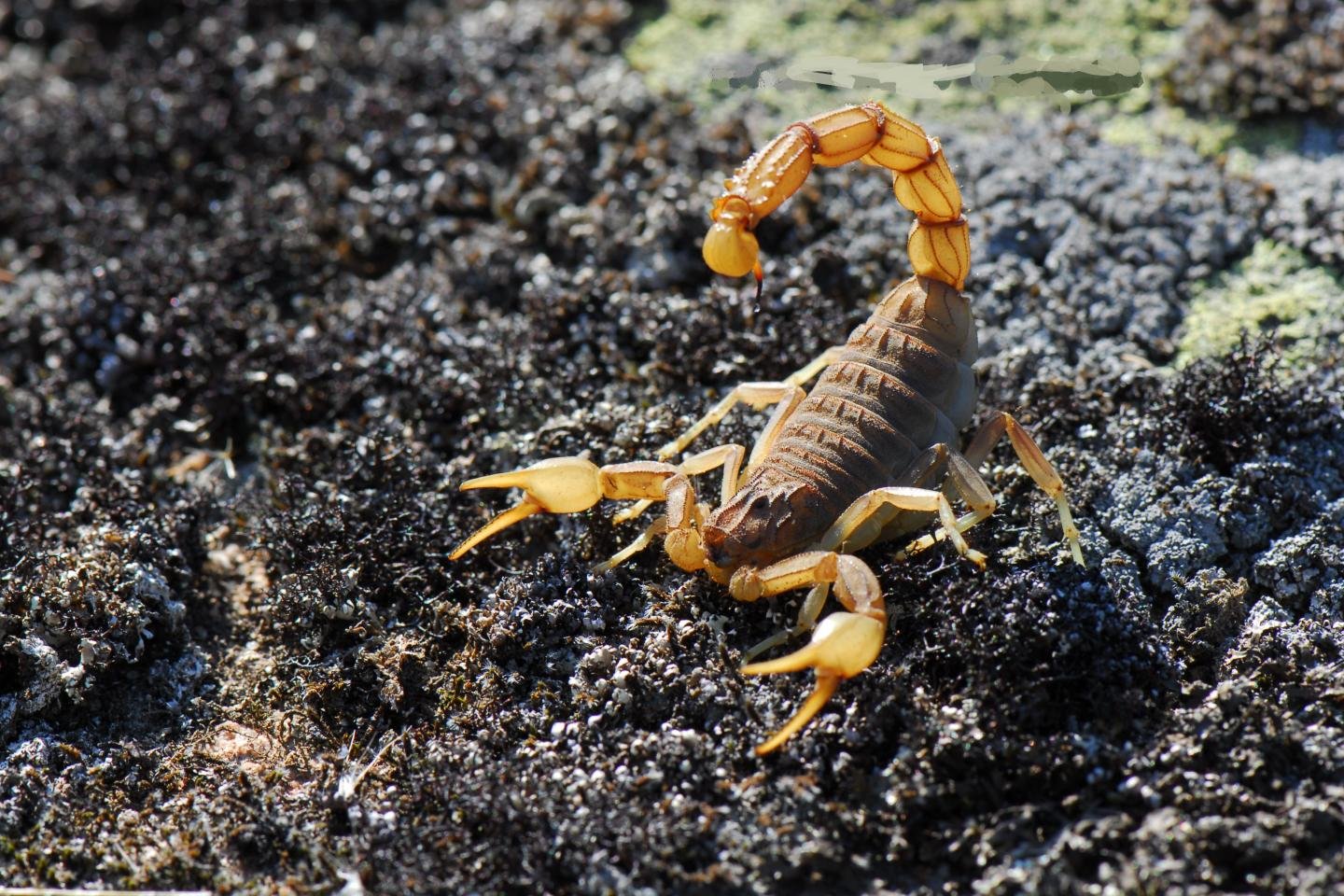 Free Scorpion high quality wallpaper ID:269758 for hd 1440x960 computer