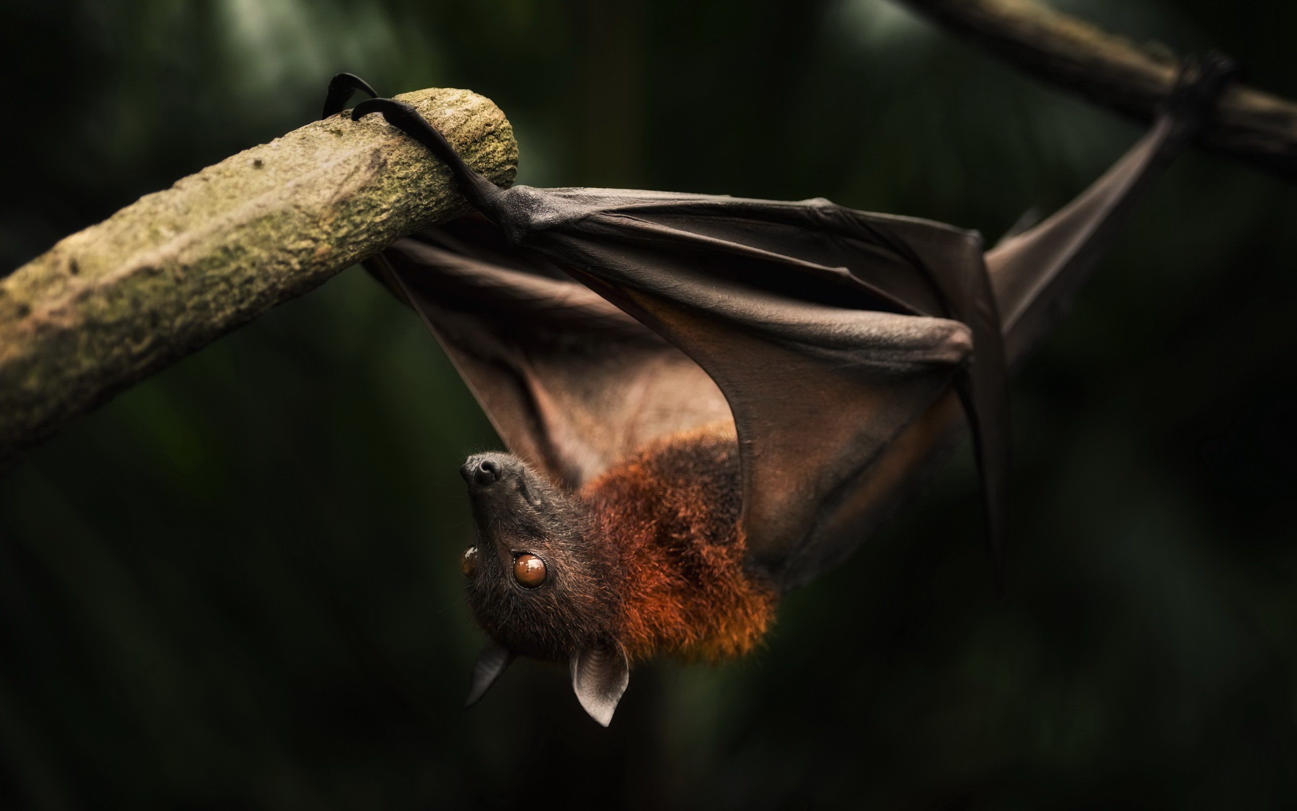 High resolution Bat hd 2560x1600 background ID:353118 for PC