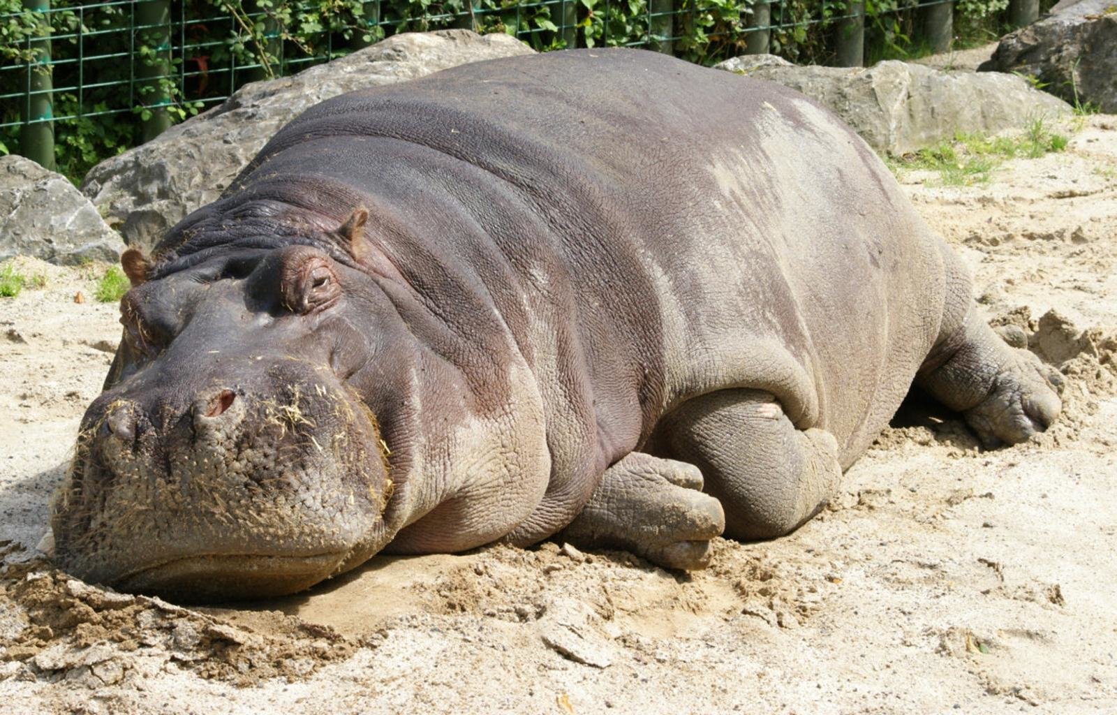 Best Hippo wallpaper ID:28819 for High Resolution hd 1600x1024 PC