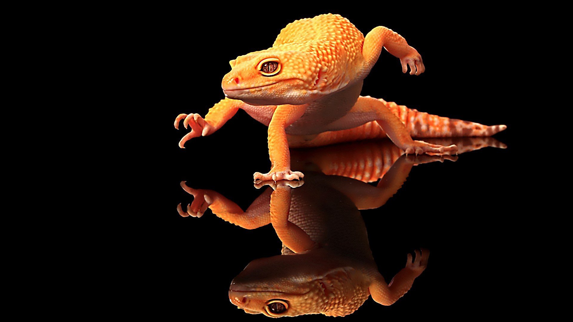 Awesome Lizard free wallpaper ID:444064 for full hd 1920x1080 PC