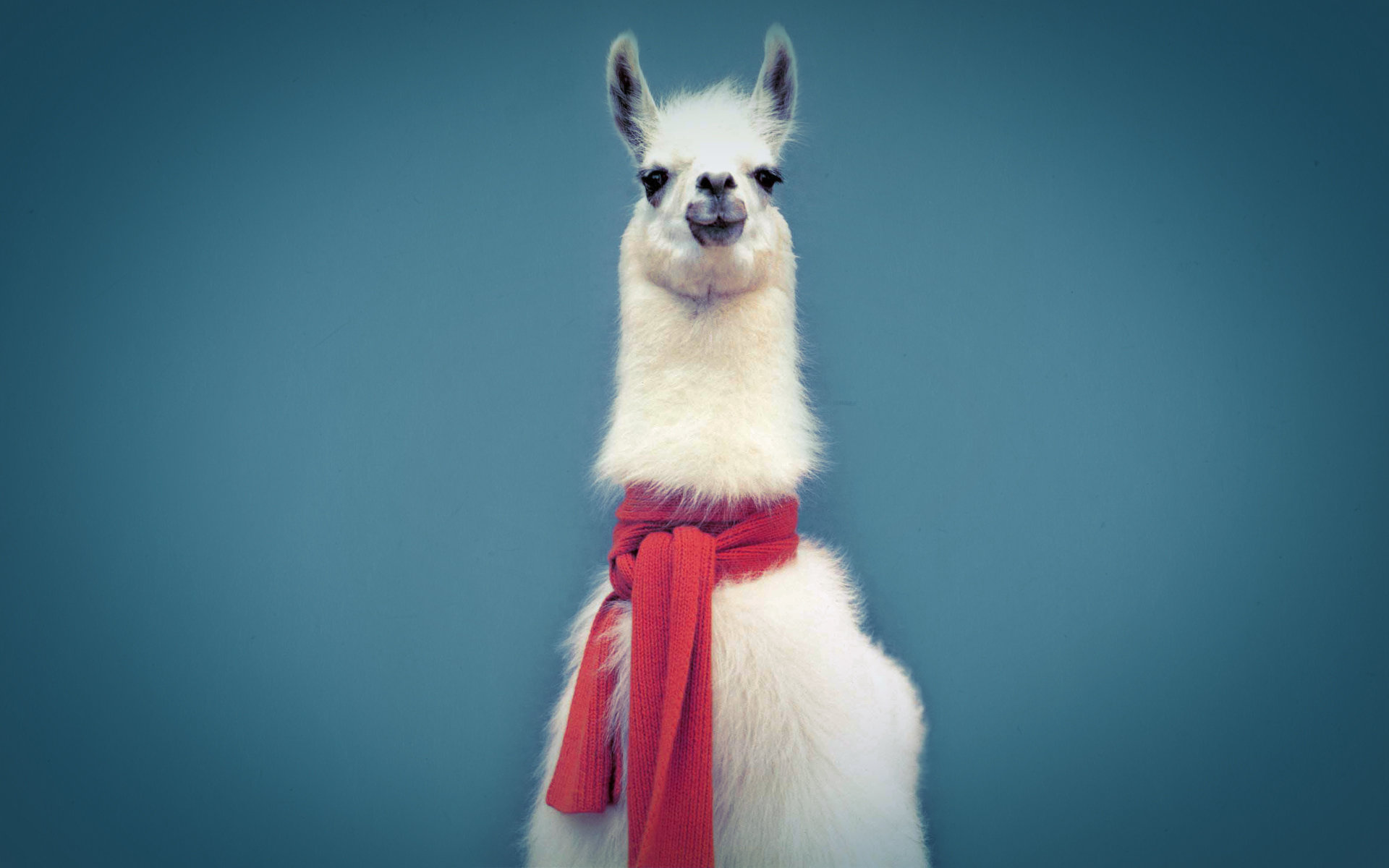 Free download Llama background ID:165668 hd 1920x1200 for PC