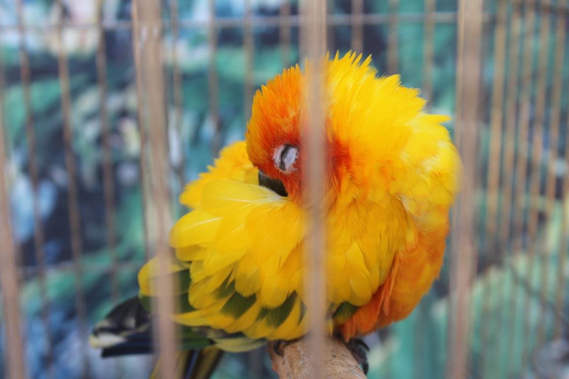 Best Parrot background ID:25772 for High Resolution hd 1152x768 computer