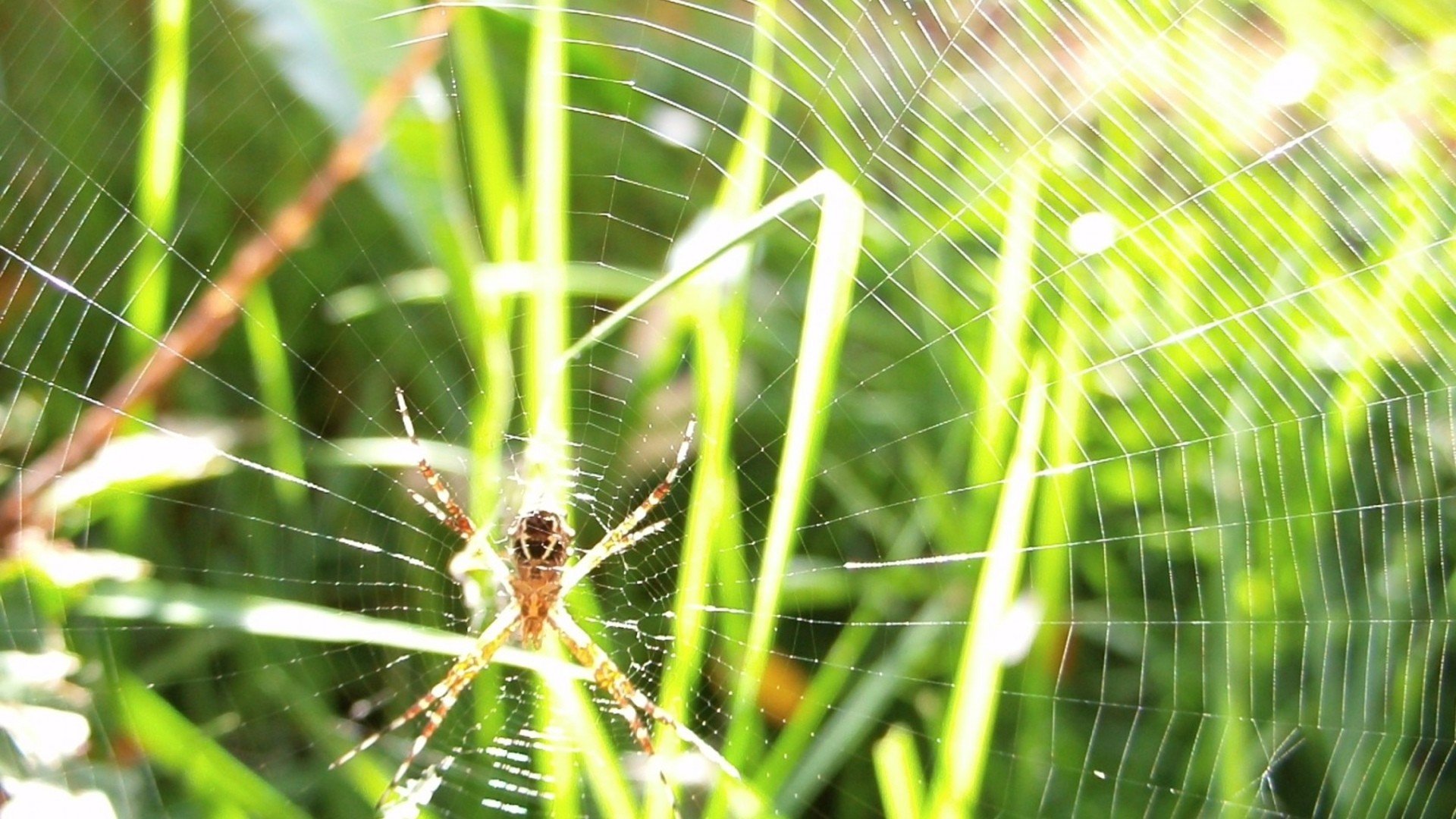 Free Spider high quality wallpaper ID:22264 for hd 1080p computer