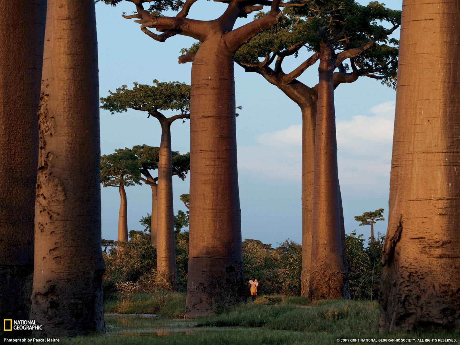 High resolution Baobab Tree hd 1600x1200 background ID:274535 for PC