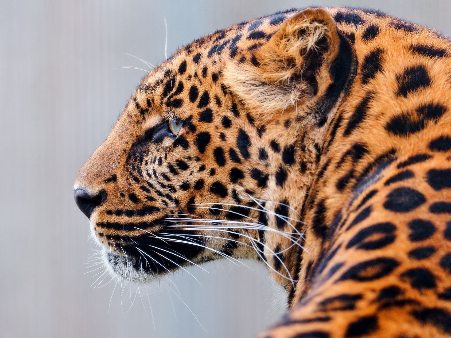 Free Leopard high quality background ID:447957 for hd 1920x1440 desktop