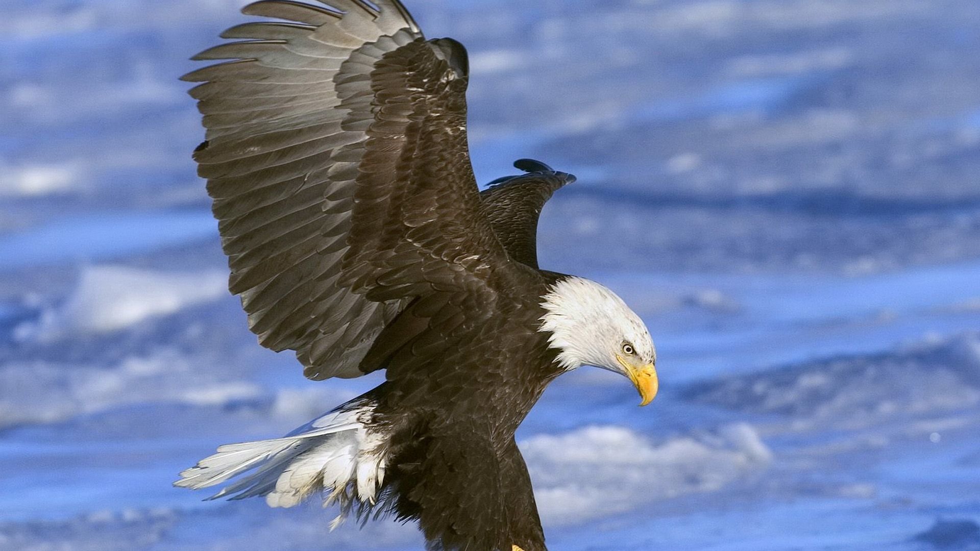 Free download American Bald Eagle background ID:68689 full hd for desktop