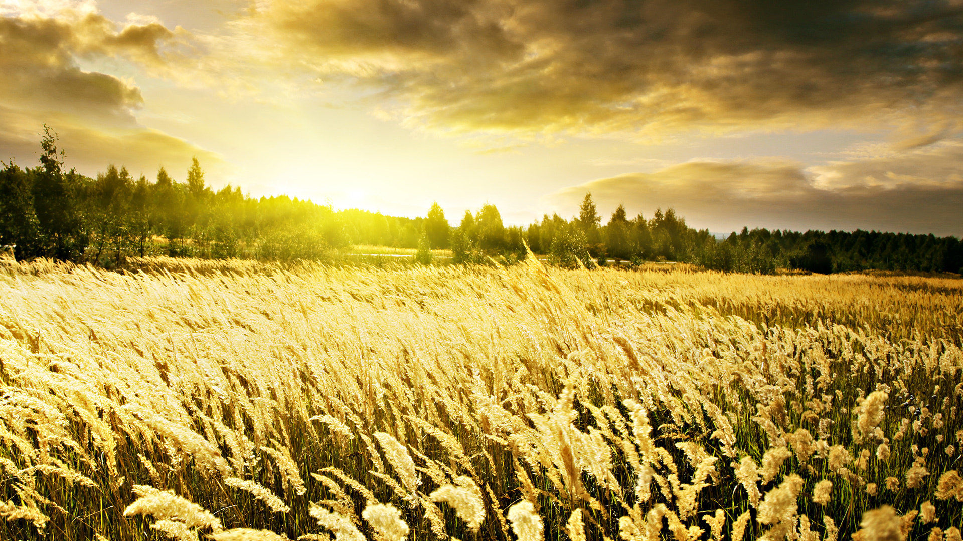 High resolution Field full hd 1920x1080 background ID:70397 for PC