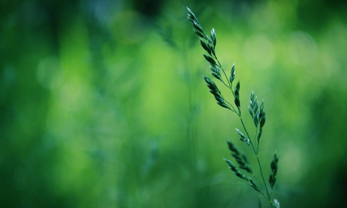 Free Grass high quality background ID:378070 for hd 1200x720 PC