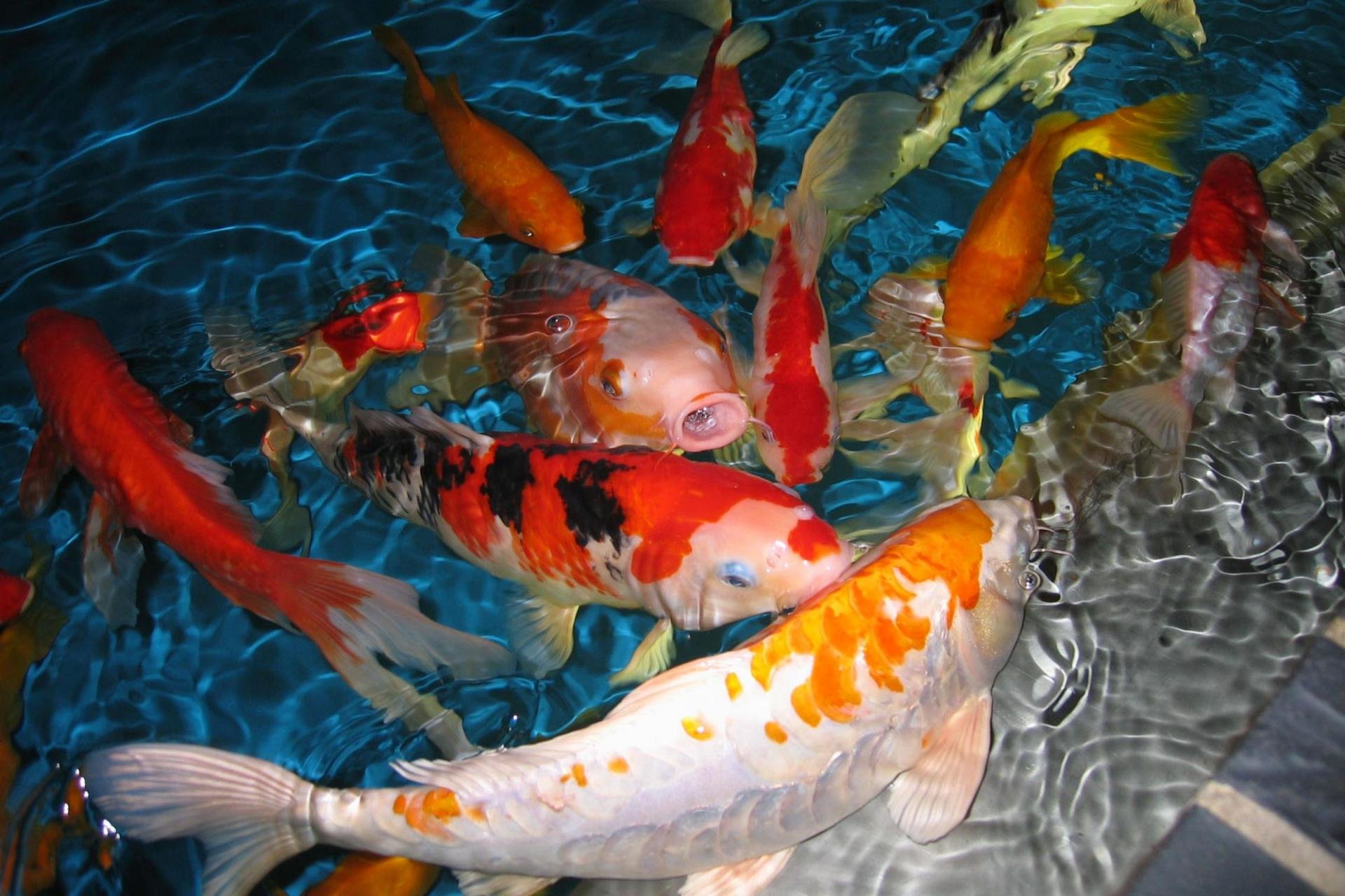 Awesome Koi free background ID:134445 for hd 1920x1280 computer
