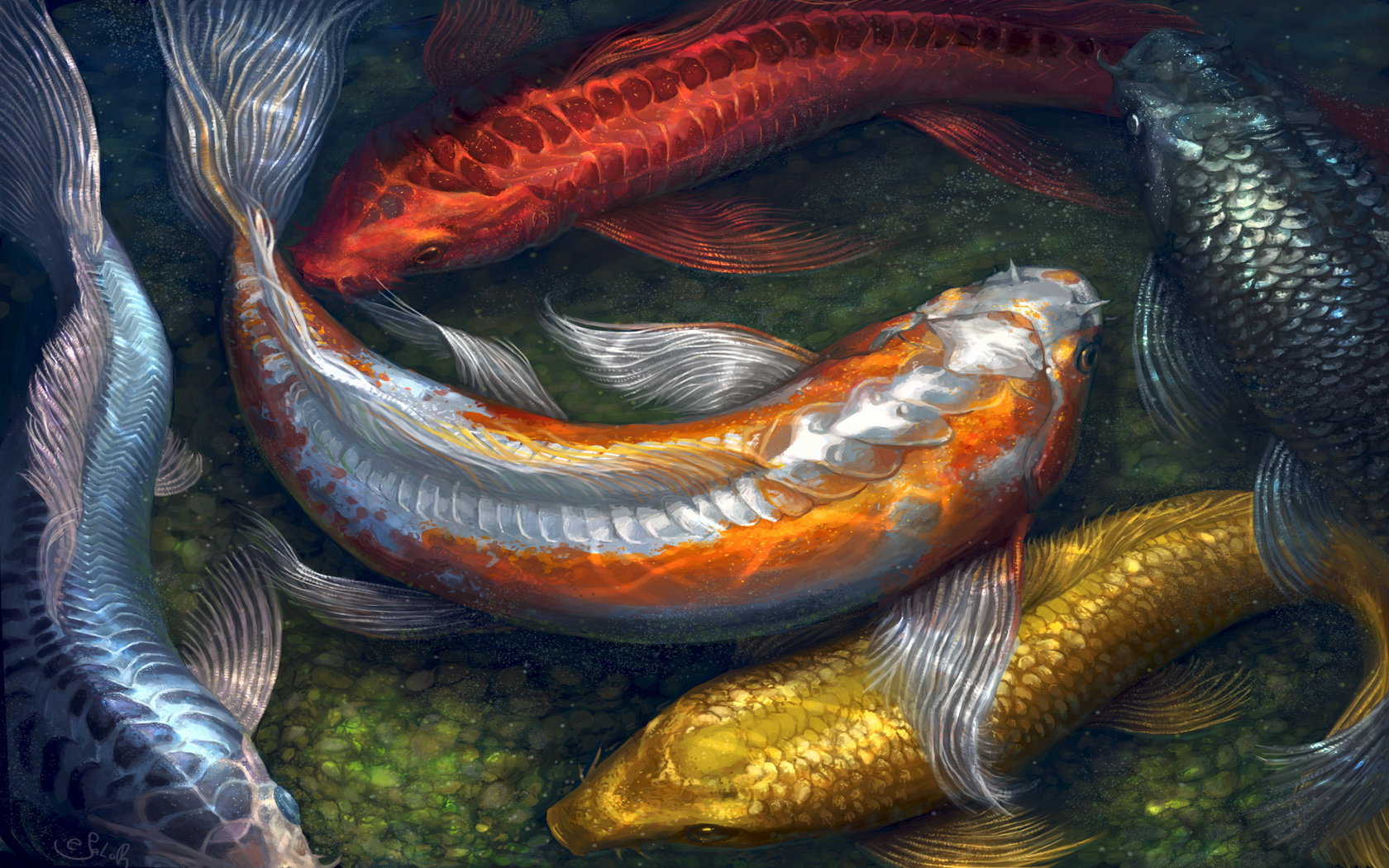 Free download Koi wallpaper ID:134455 hd 1680x1050 for computer