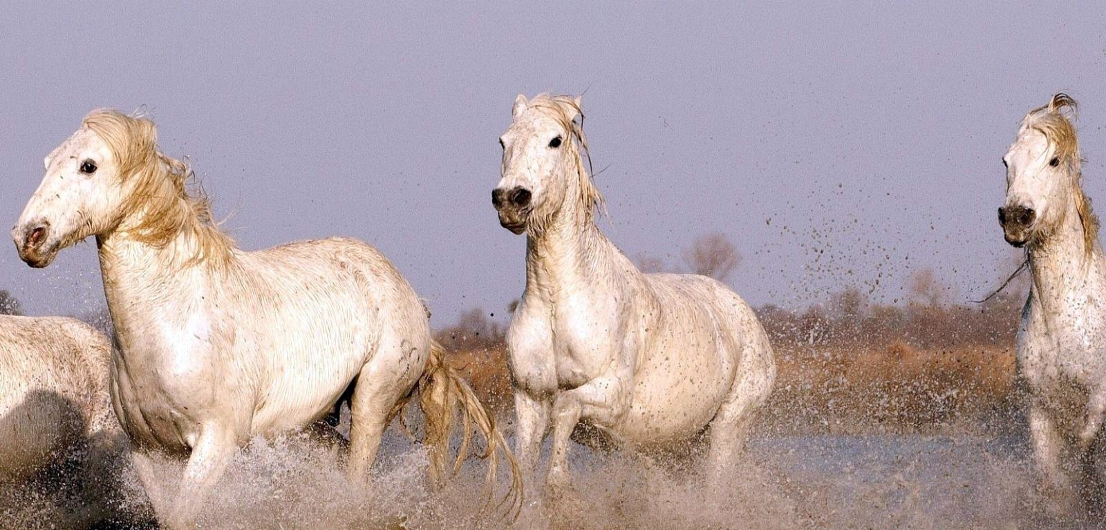 High resolution Horse hd 1600x768 wallpaper ID:23915 for PC