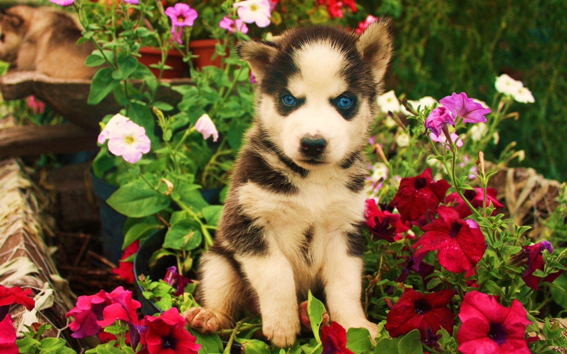 Awesome Husky free wallpaper ID:198359 for hd 1920x1200 computer
