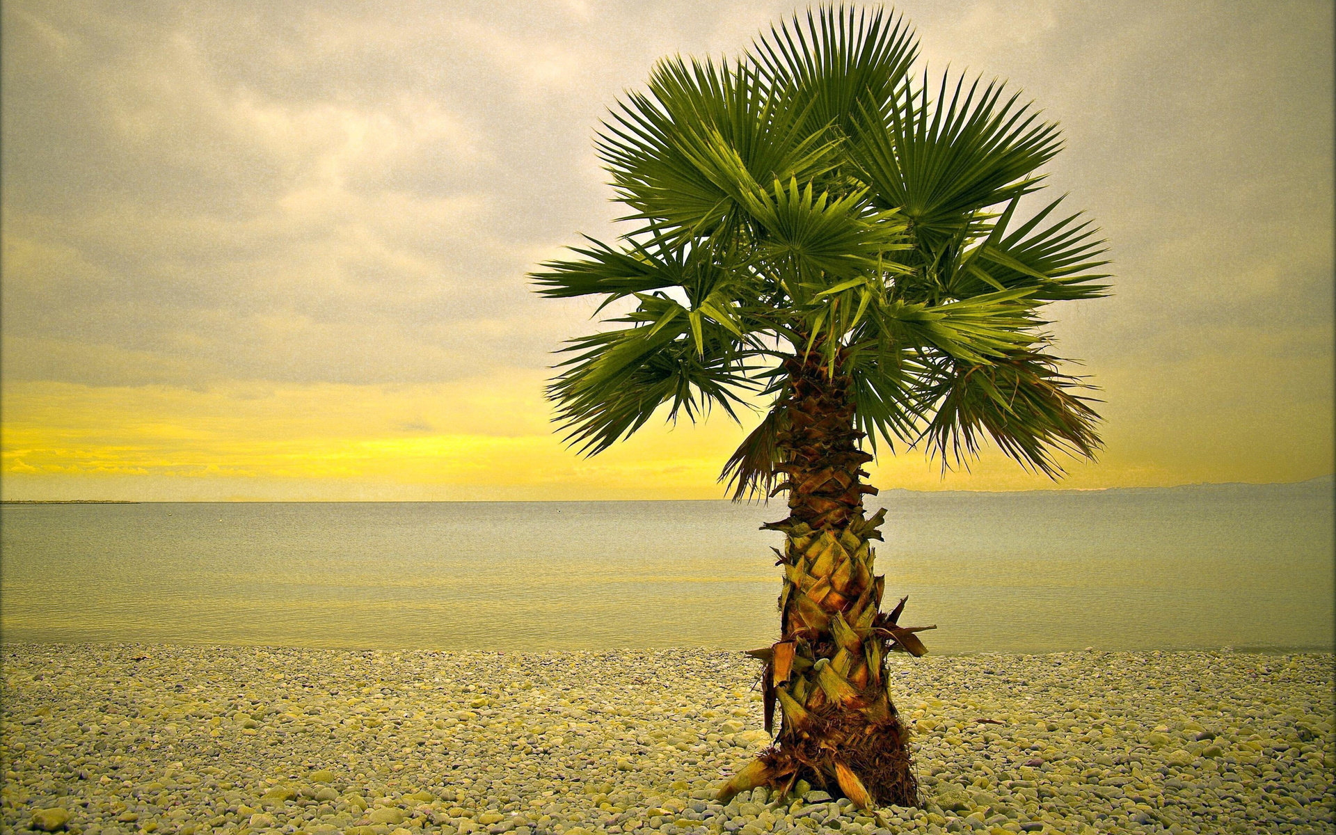 Download hd 1920x1200 Palm Tree PC background ID:407850 for free