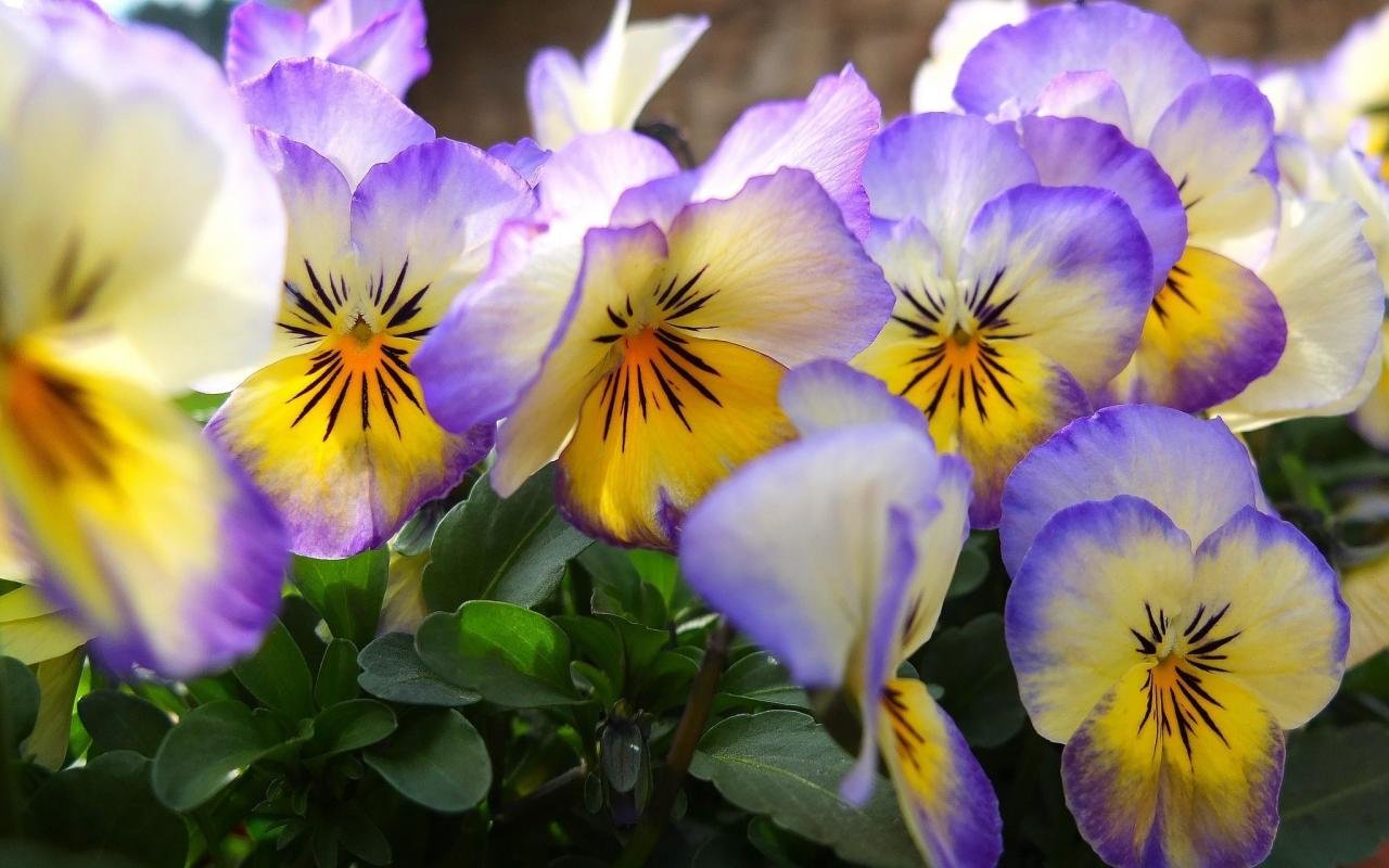 Best Pansy wallpaper ID:163622 for High Resolution hd 1280x800 PC