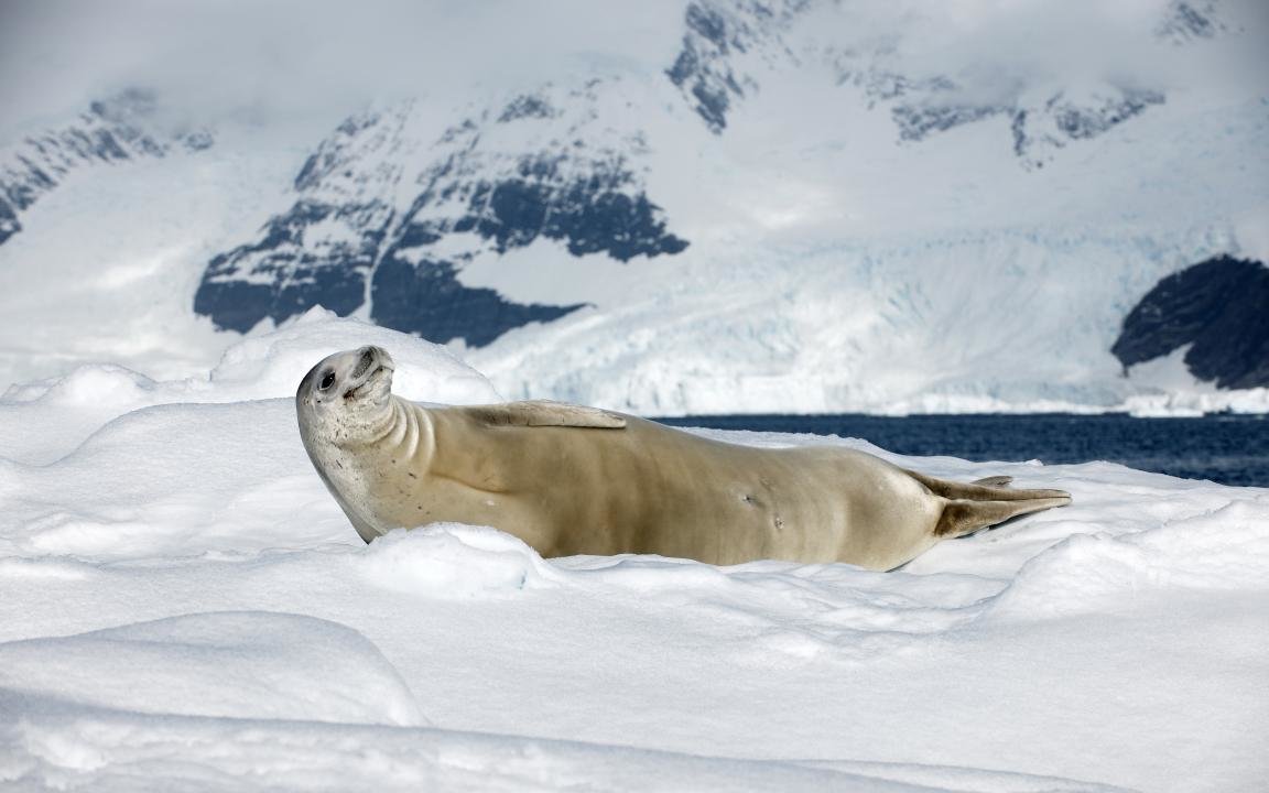 Best Seal wallpaper ID:183349 for High Resolution hd 1152x720 PC