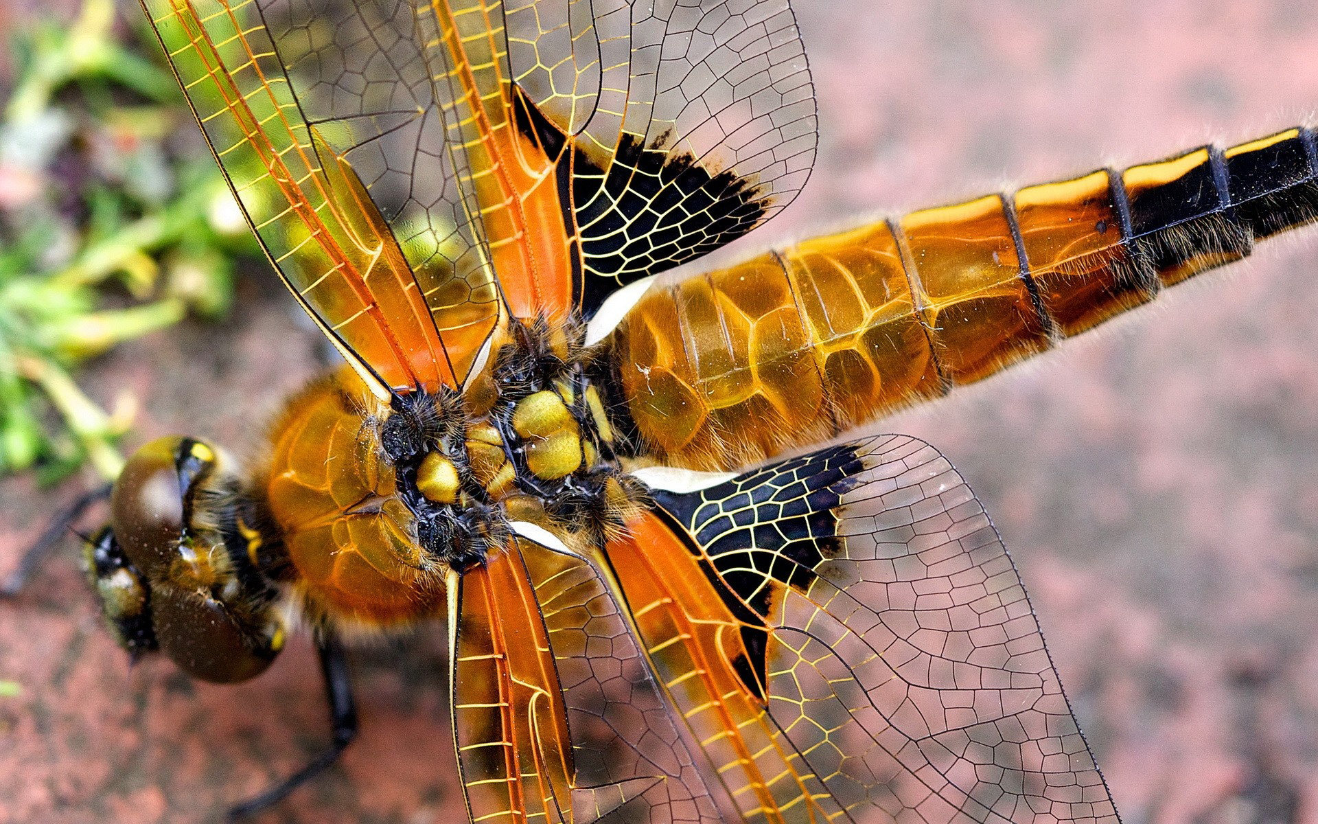 High resolution Dragonfly hd 1920x1200 background ID:467547 for desktop