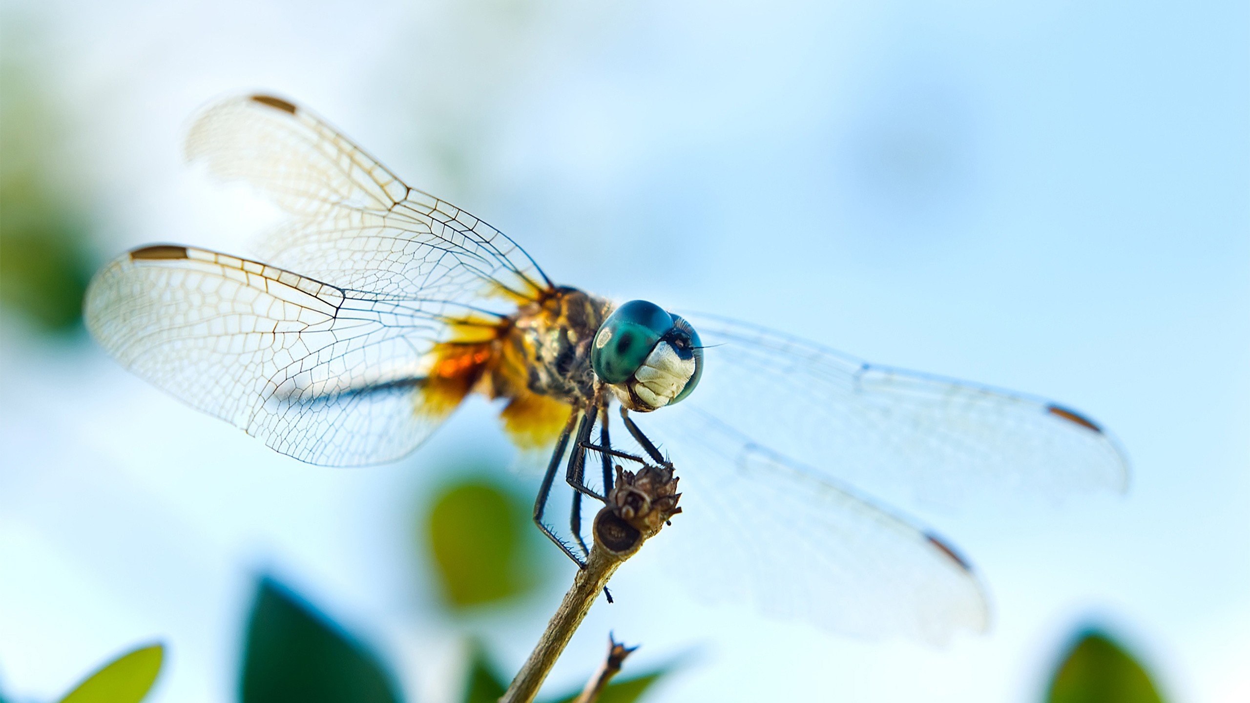 Awesome Dragonfly free wallpaper ID:467639 for hd 2560x1440 desktop