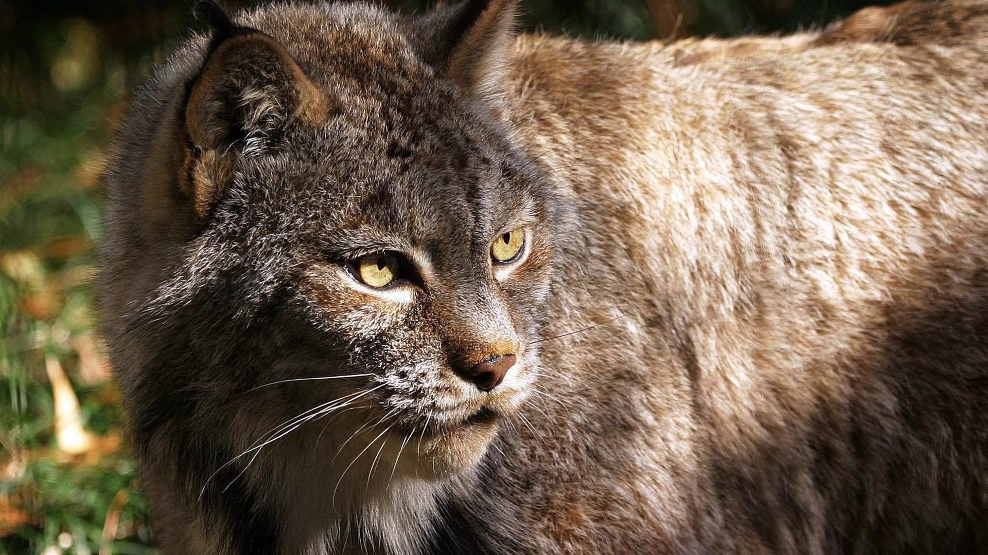 Download full hd 1080p Lynx computer wallpaper ID:105742 for free