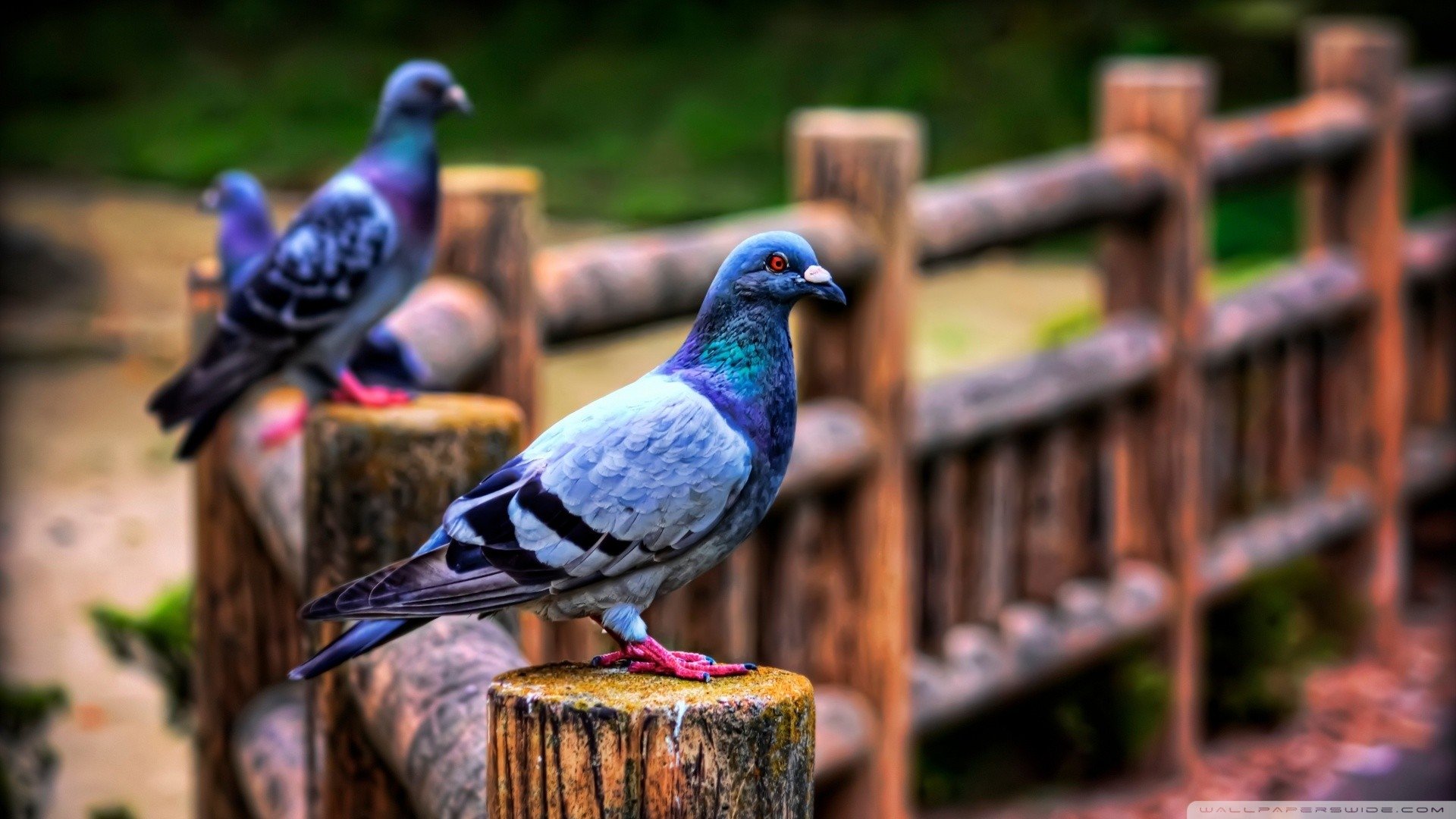 Awesome Pigeon free wallpaper ID:212280 for full hd 1080p computer