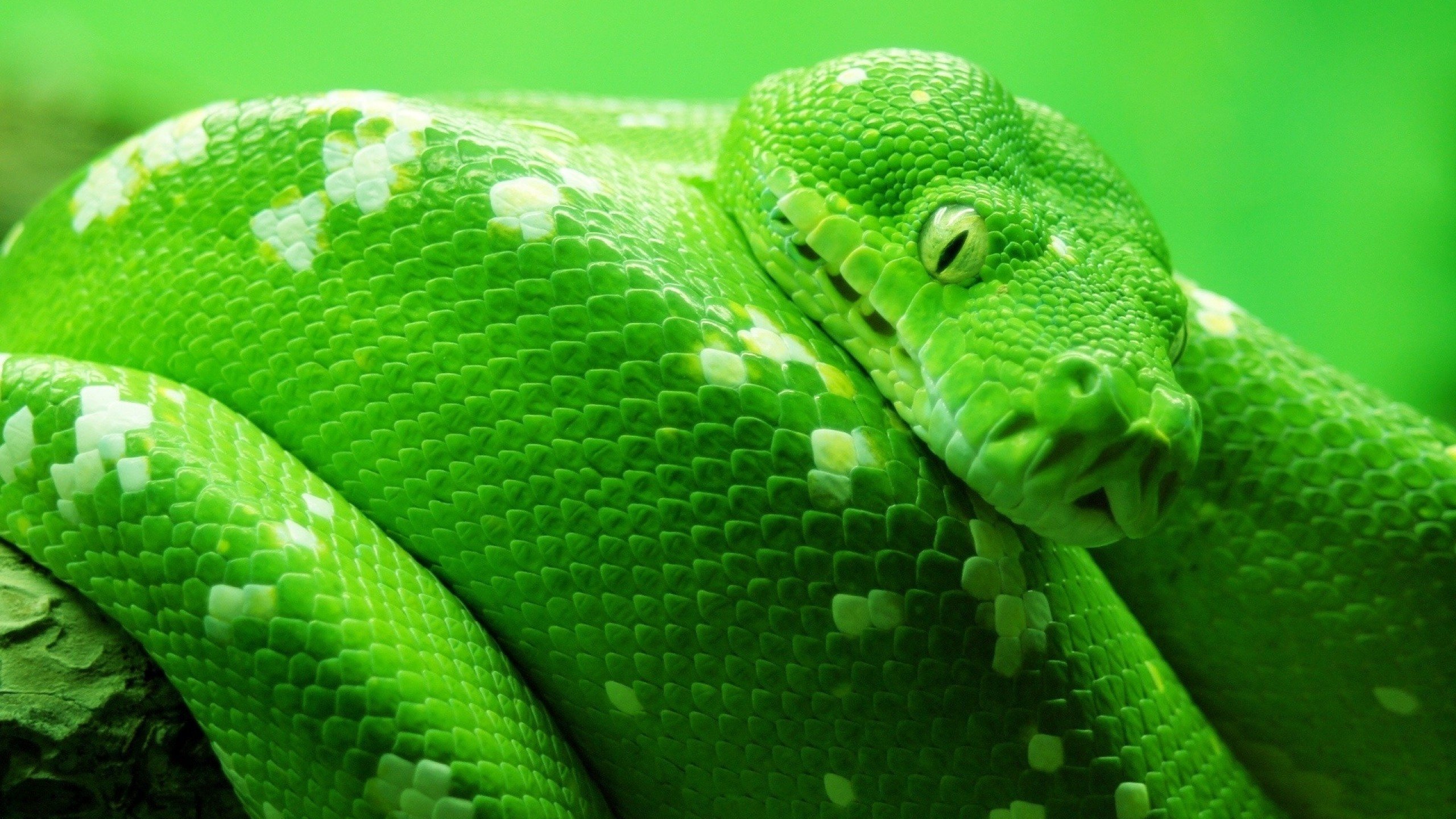 Awesome Snake free wallpaper ID:137252 for hd 2560x1440 computer