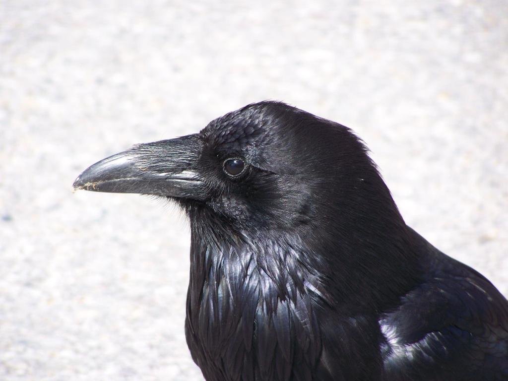 High resolution Crow hd 1024x768 wallpaper ID:466105 for computer