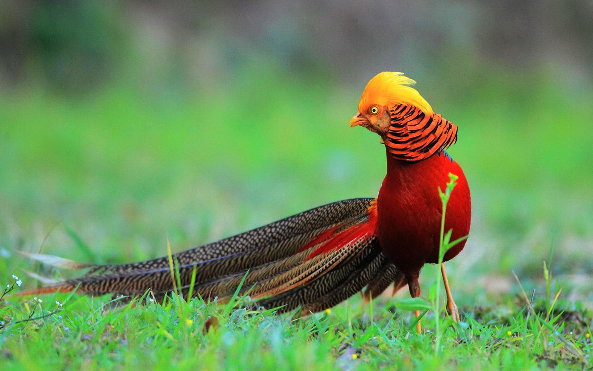 Download hd 1920x1200 Golden Pheasant PC background ID:161165 for free