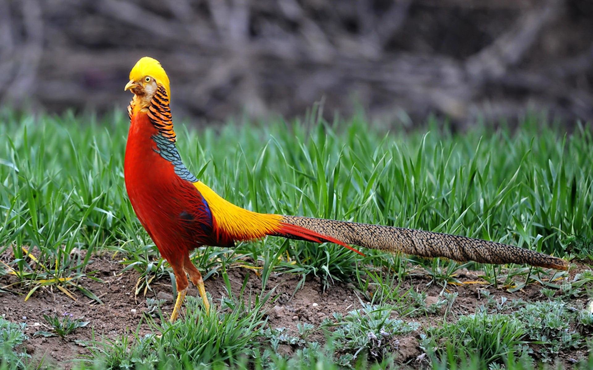 Free download Golden Pheasant background ID:161171 hd 1920x1200 for PC