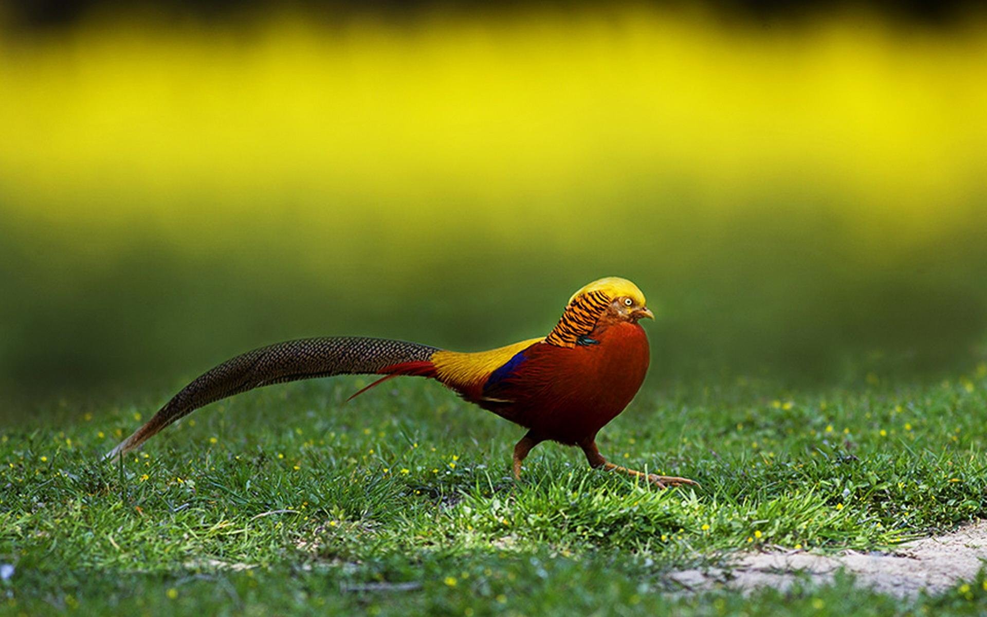 Download hd 1920x1200 Golden Pheasant desktop background ID:161178 for free