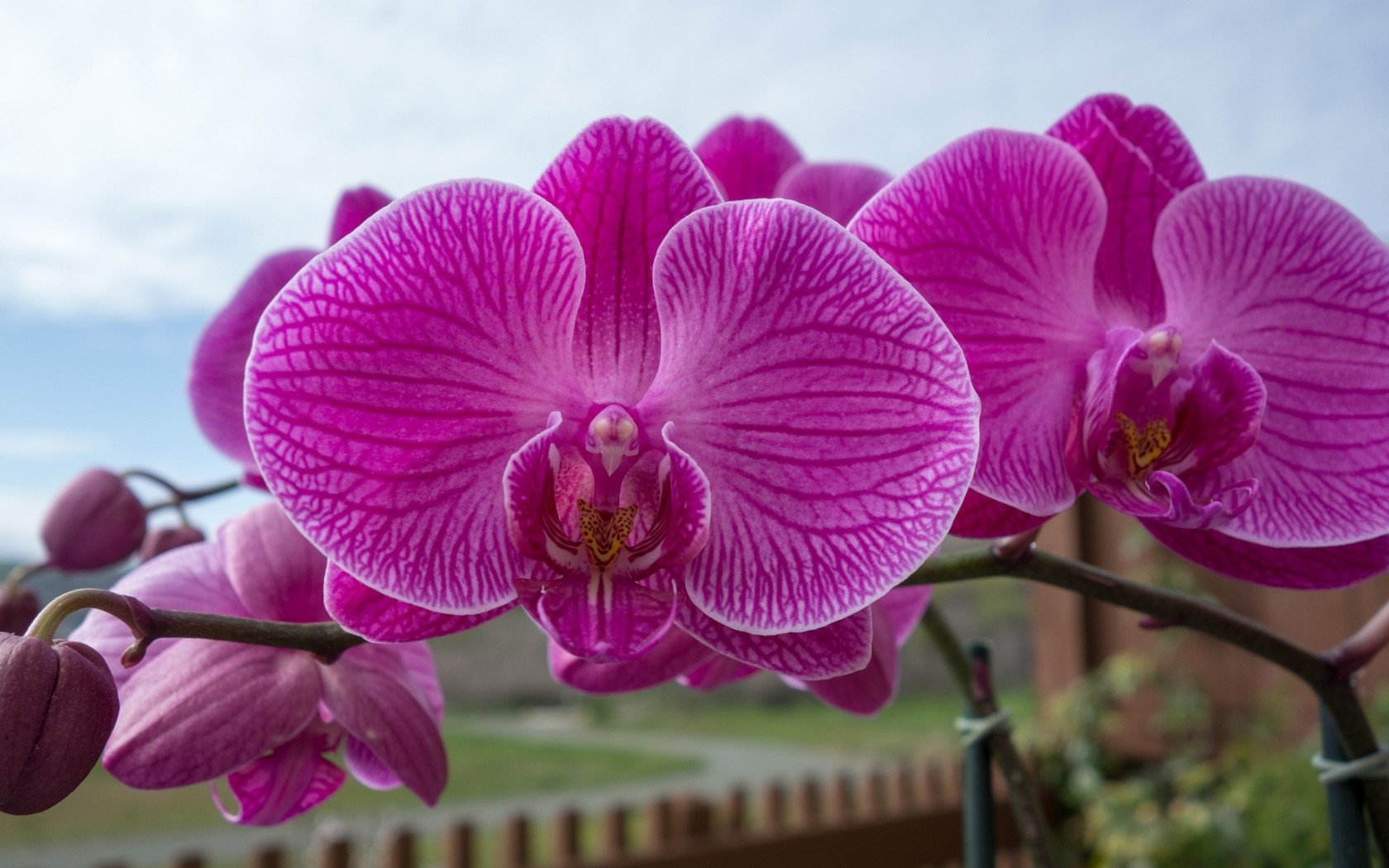 Free Orchid high quality background ID:449593 for hd 1680x1050 PC