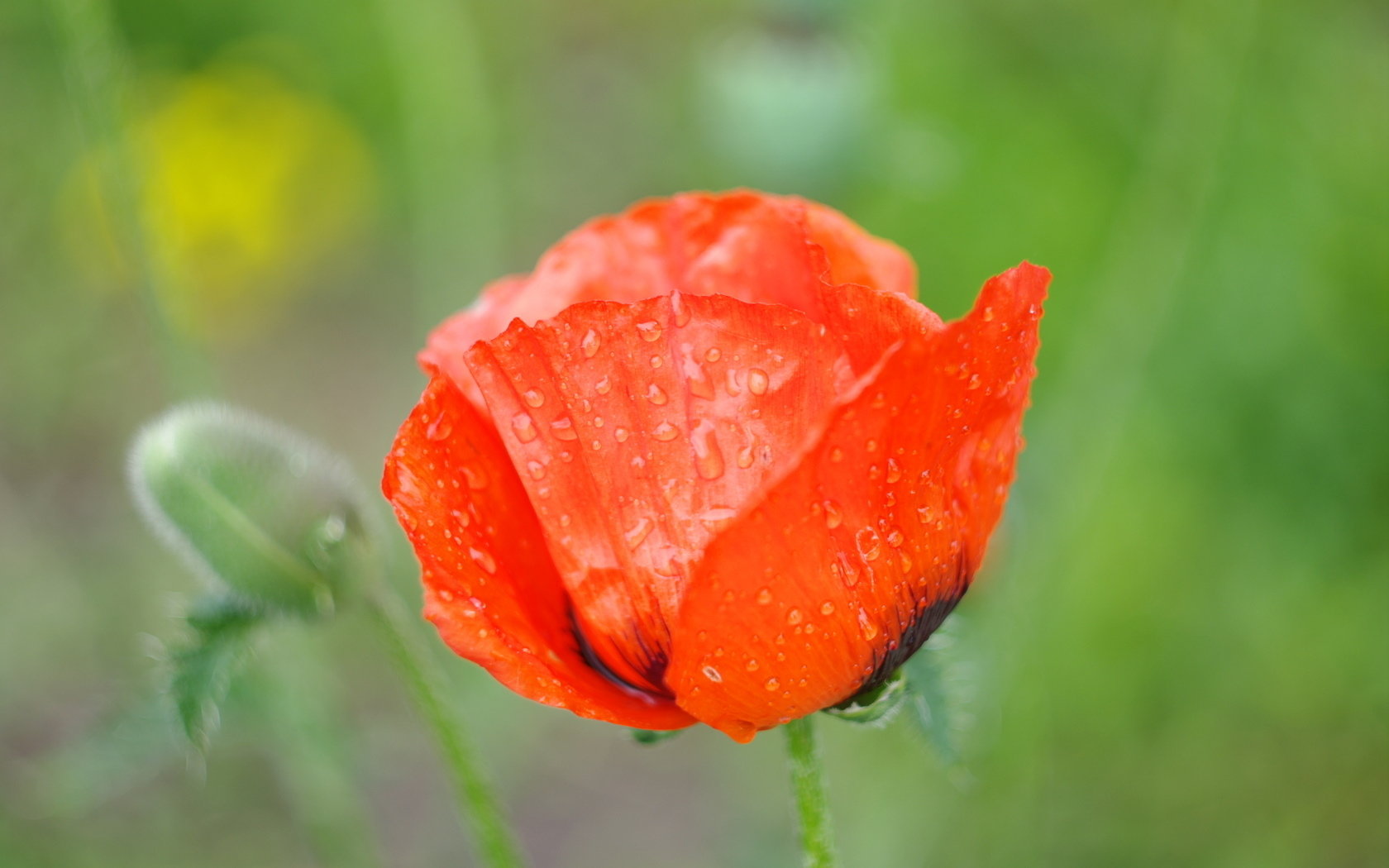 Free Poppy high quality background ID:99610 for hd 1680x1050 PC