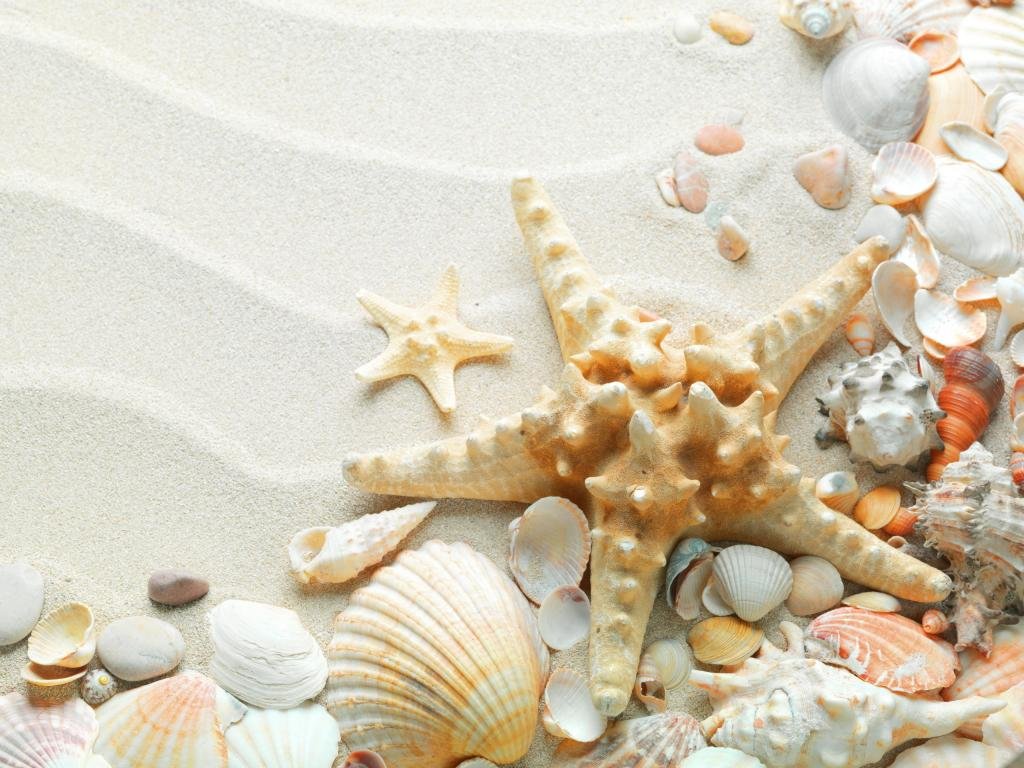 Free Shell high quality background ID:450007 for hd 1024x768 computer