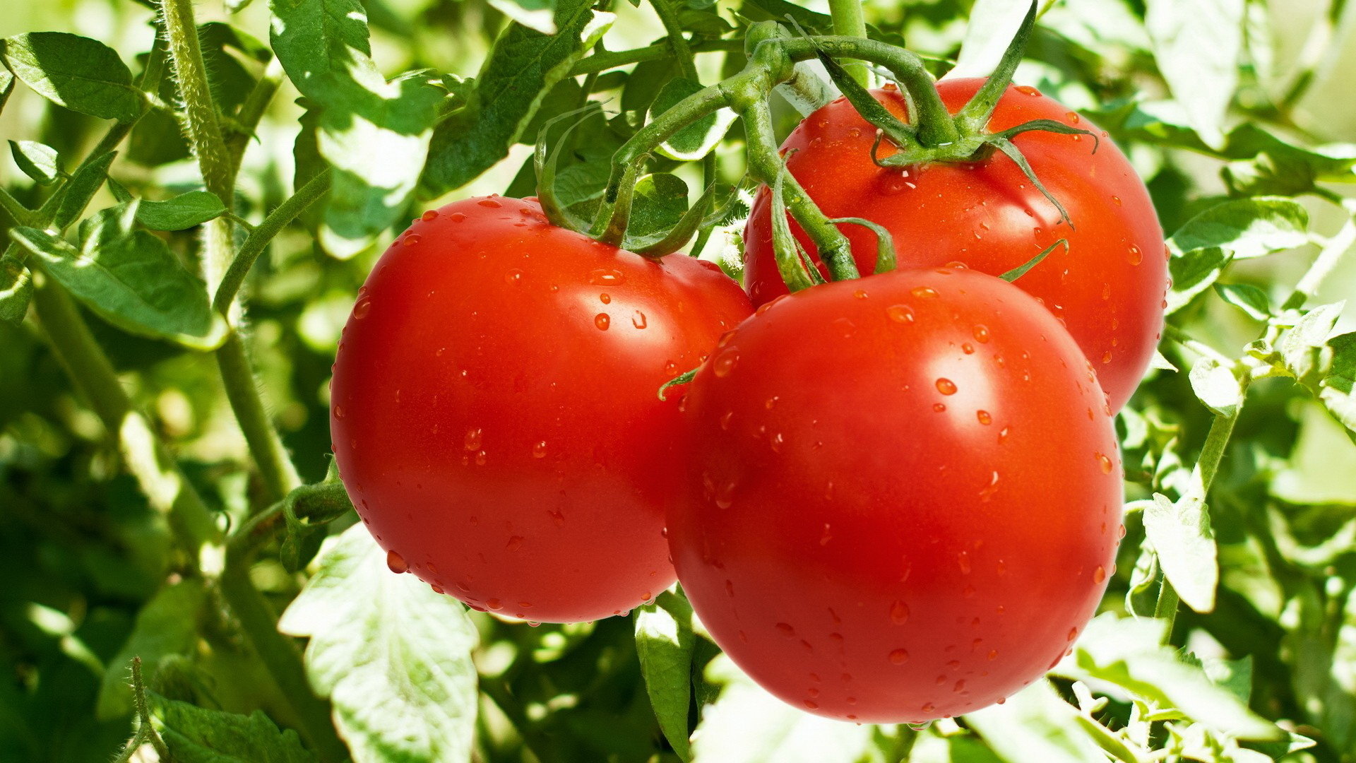 Awesome Tomato free wallpaper ID:95390 for hd 1920x1080 desktop