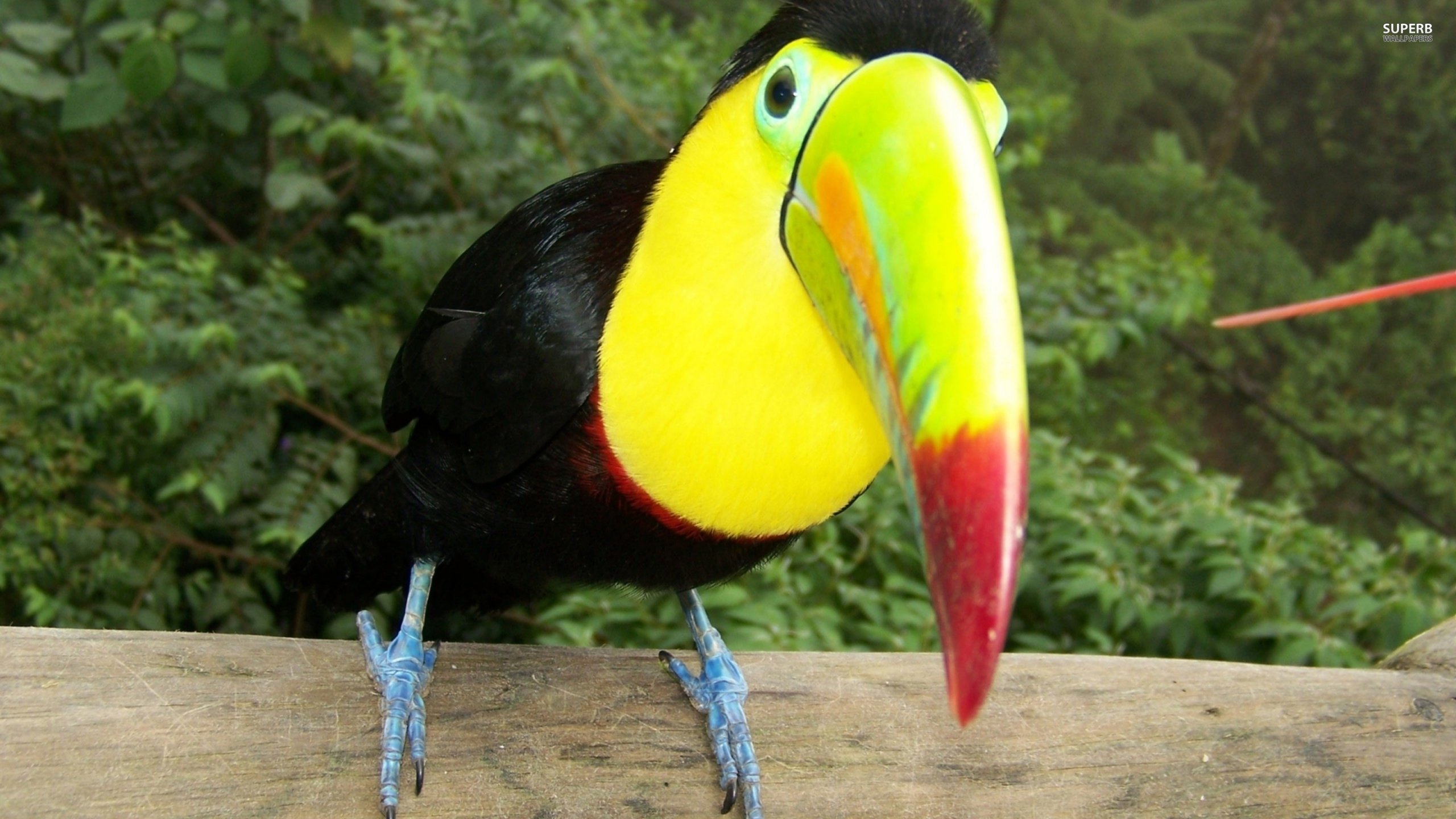 Awesome Toucan free wallpaper ID:57280 for hd 2560x1440 desktop