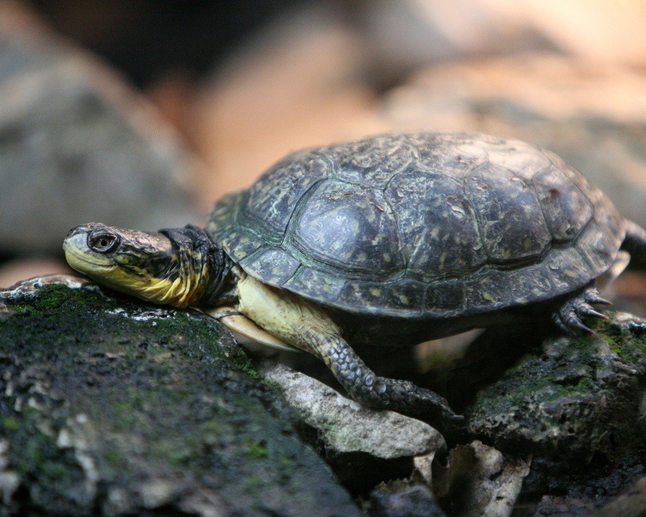 High resolution Turtle hd 1280x1024 background ID:29915 for desktop
