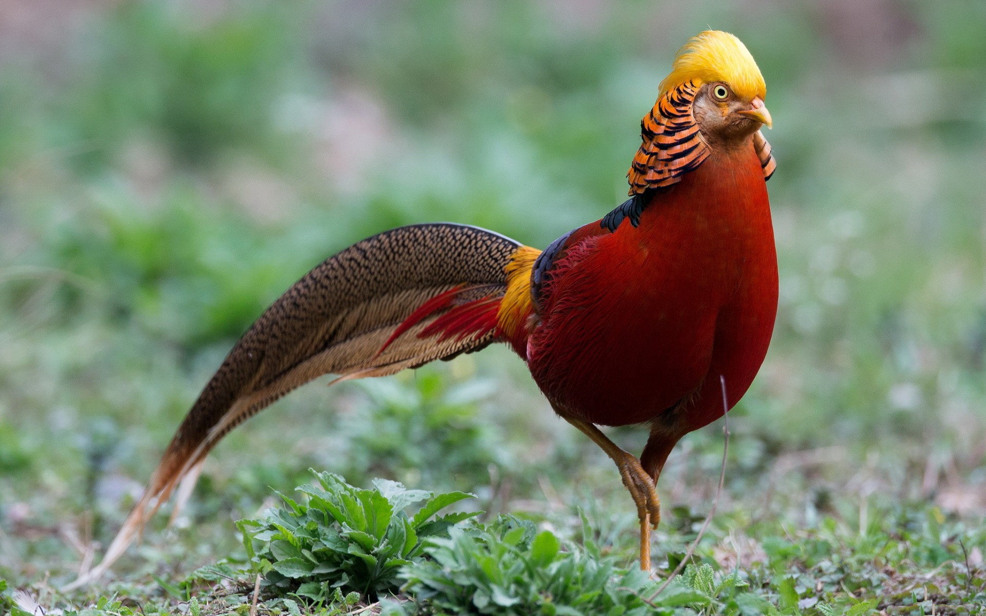 High resolution Golden Pheasant hd 1920x1200 wallpaper ID:161161 for PC