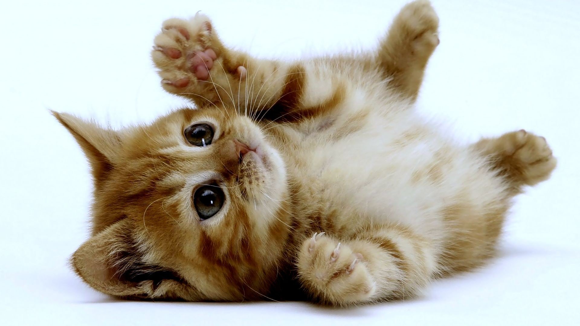 Free Kitten high quality wallpaper ID:427112 for 1080p computer