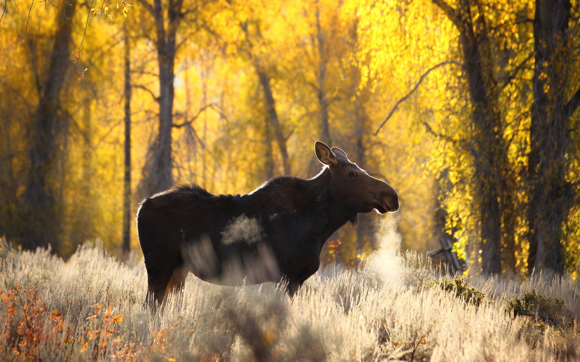 Free download Moose background ID:346723 hd 1920x1200 for PC