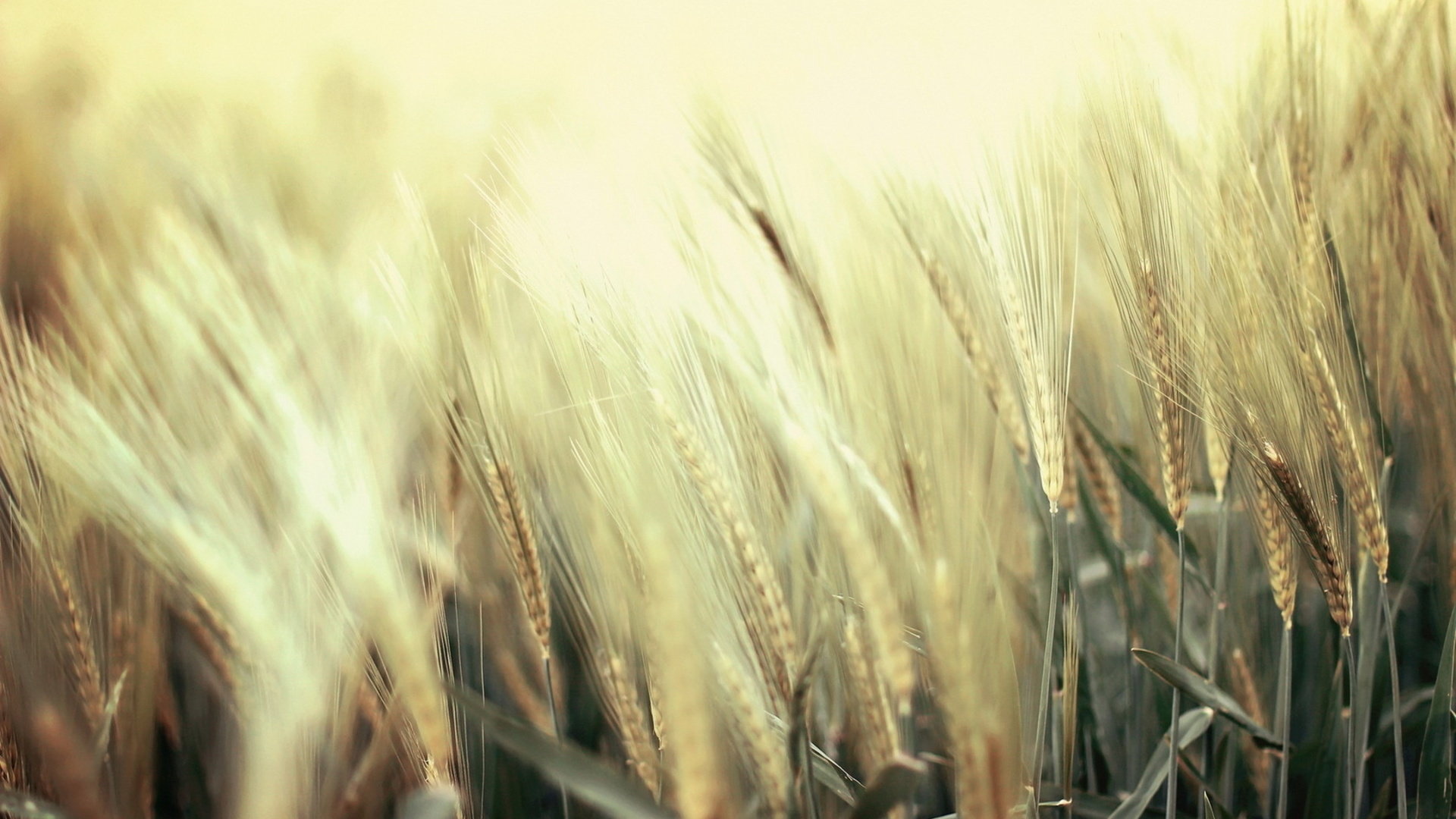 Best Wheat background ID:392143 for High Resolution full hd 1920x1080 computer