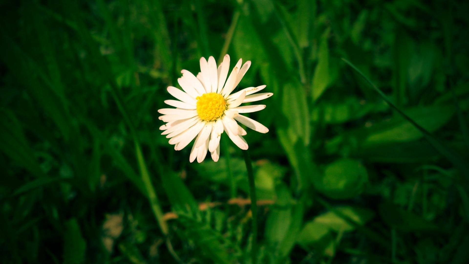 Download hd 1080p Daisy computer background ID:363341 for free