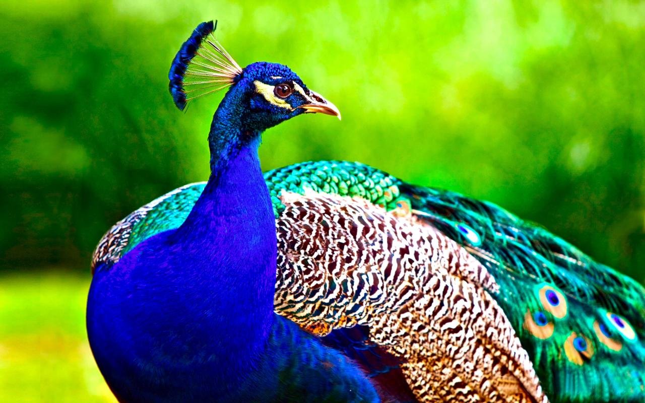Download hd 1280x800 Peacock computer background ID:151728 for free