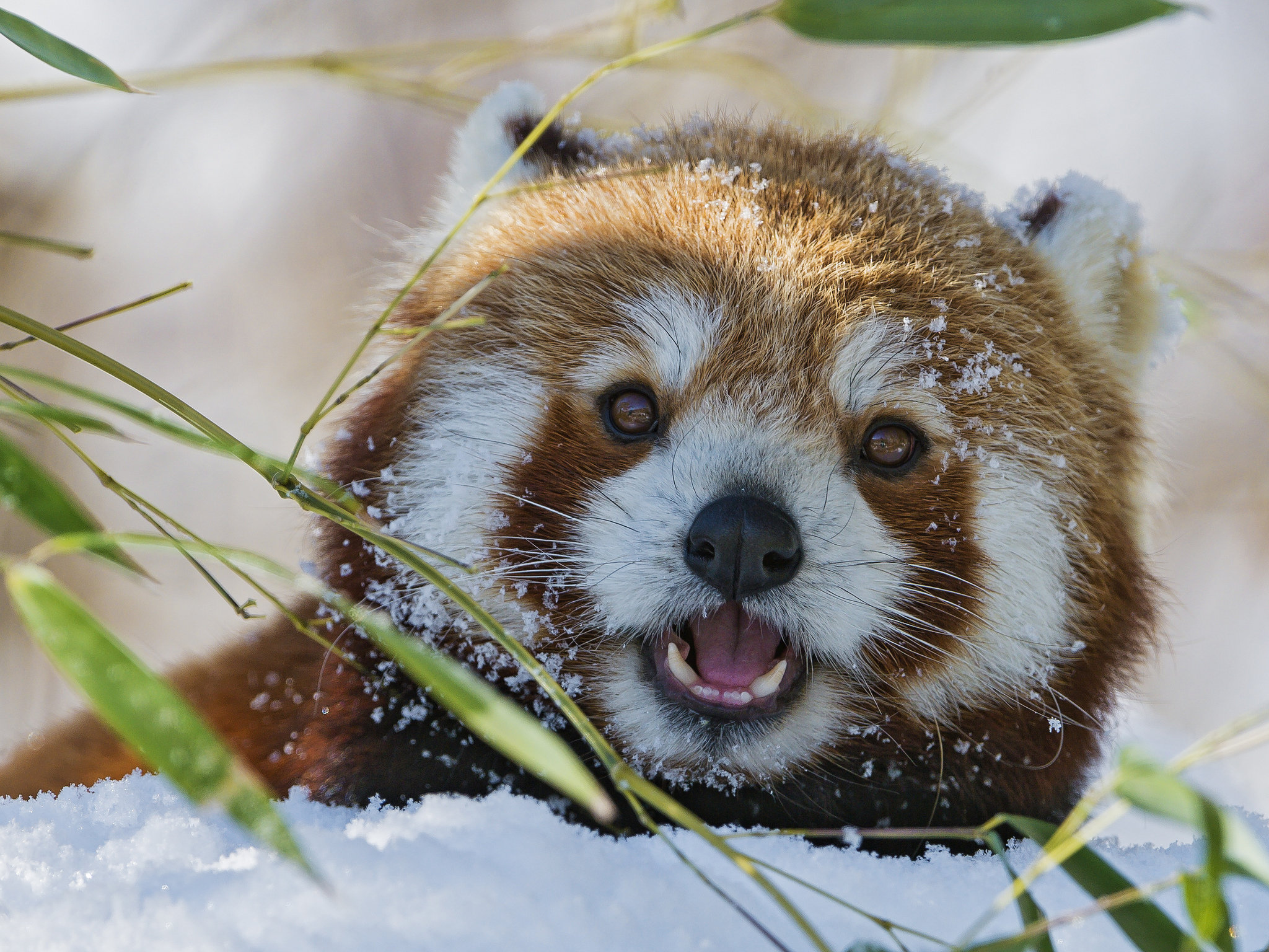 Best Red Panda wallpaper ID:63973 for High Resolution hd 2048x1536 PC