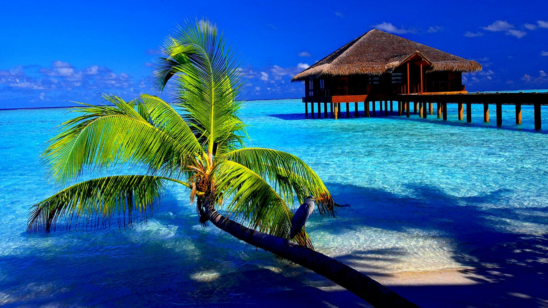 Awesome Tropical free wallpaper ID:319966 for hd 1920x1080 desktop