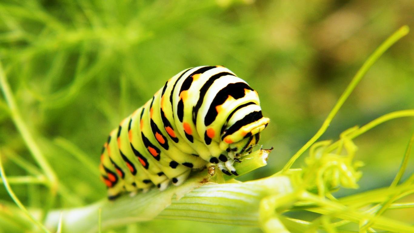 High resolution Caterpillar laptop background ID:383682 for computer