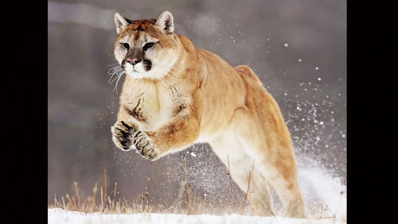 Awesome Cougar free background ID:81782 for 1366x768 laptop computer