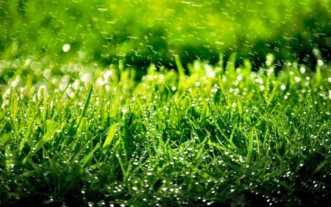 Download hd 1280x800 Grass PC wallpaper ID:378158 for free