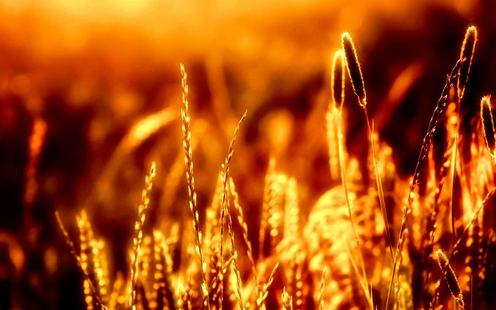 Free download Wheat background ID:392162 hd 1680x1050 for computer