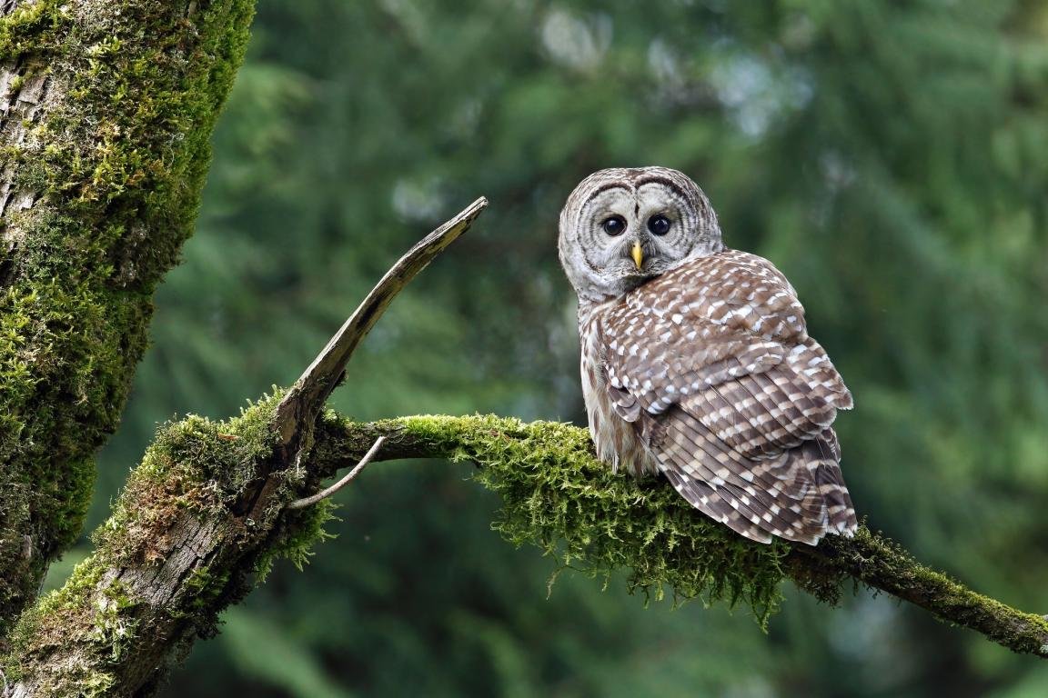 Awesome Barred Owl free wallpaper ID:91338 for hd 1152x768 computer