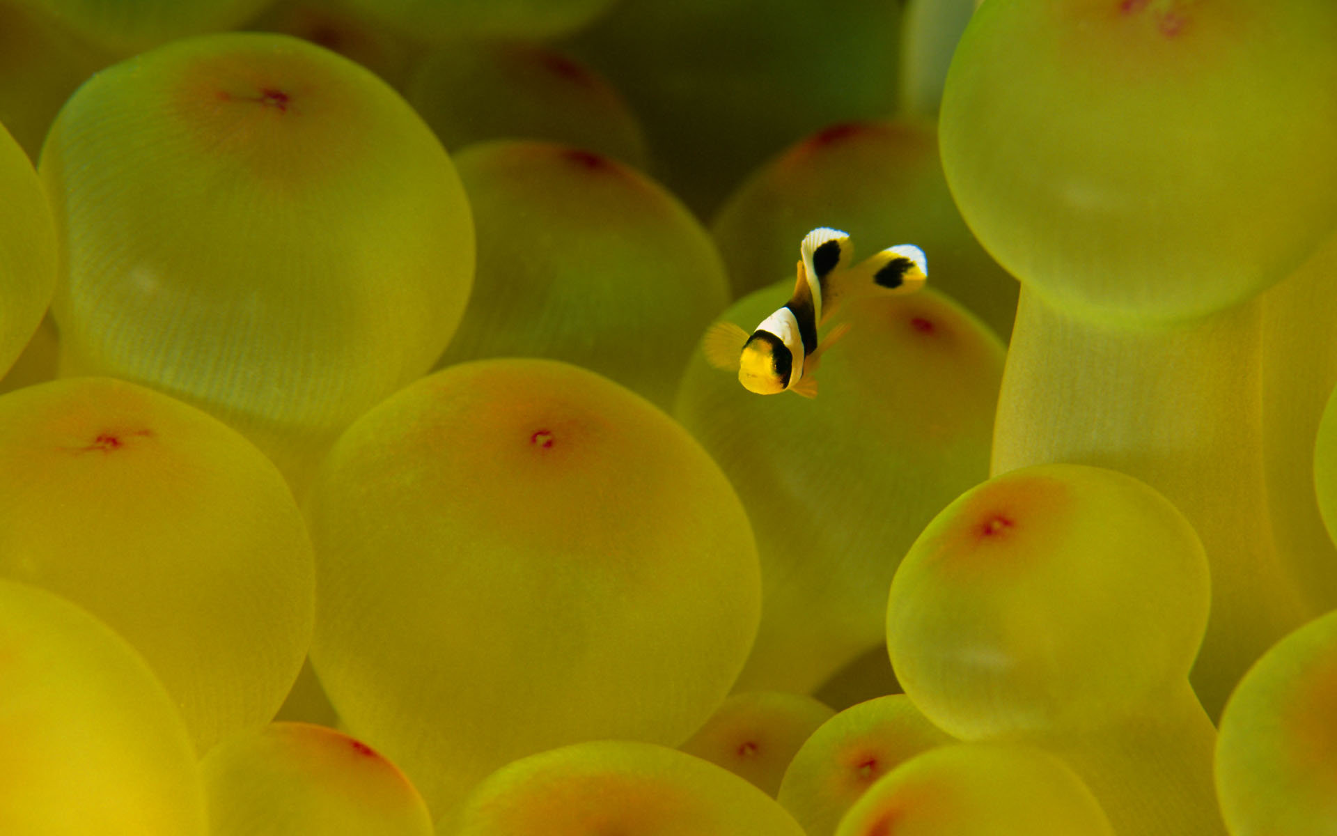 Best Clownfish background ID:53231 for High Resolution hd 1920x1200 PC