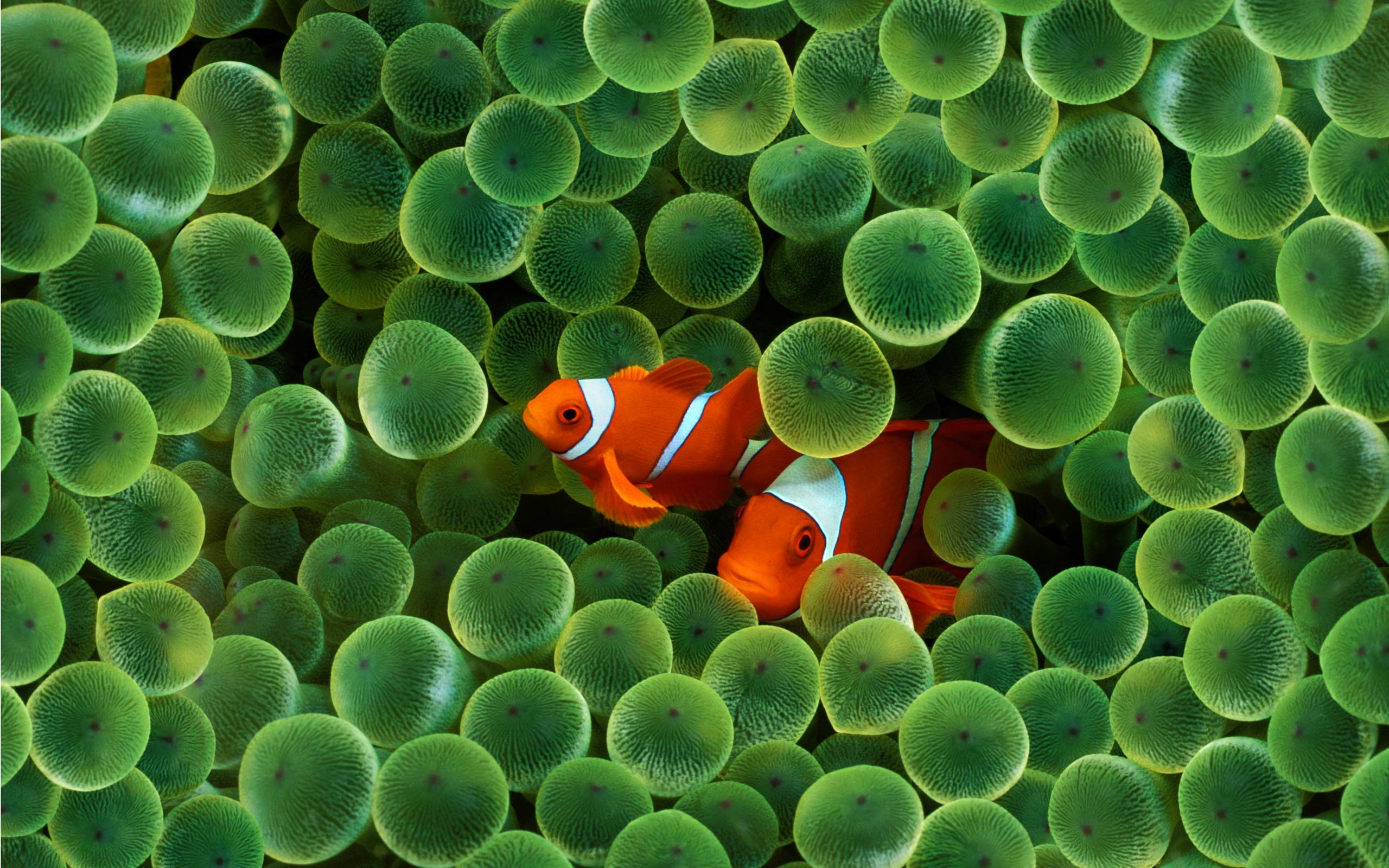 Free download Clownfish background ID:53229 hd 2560x1600 for PC