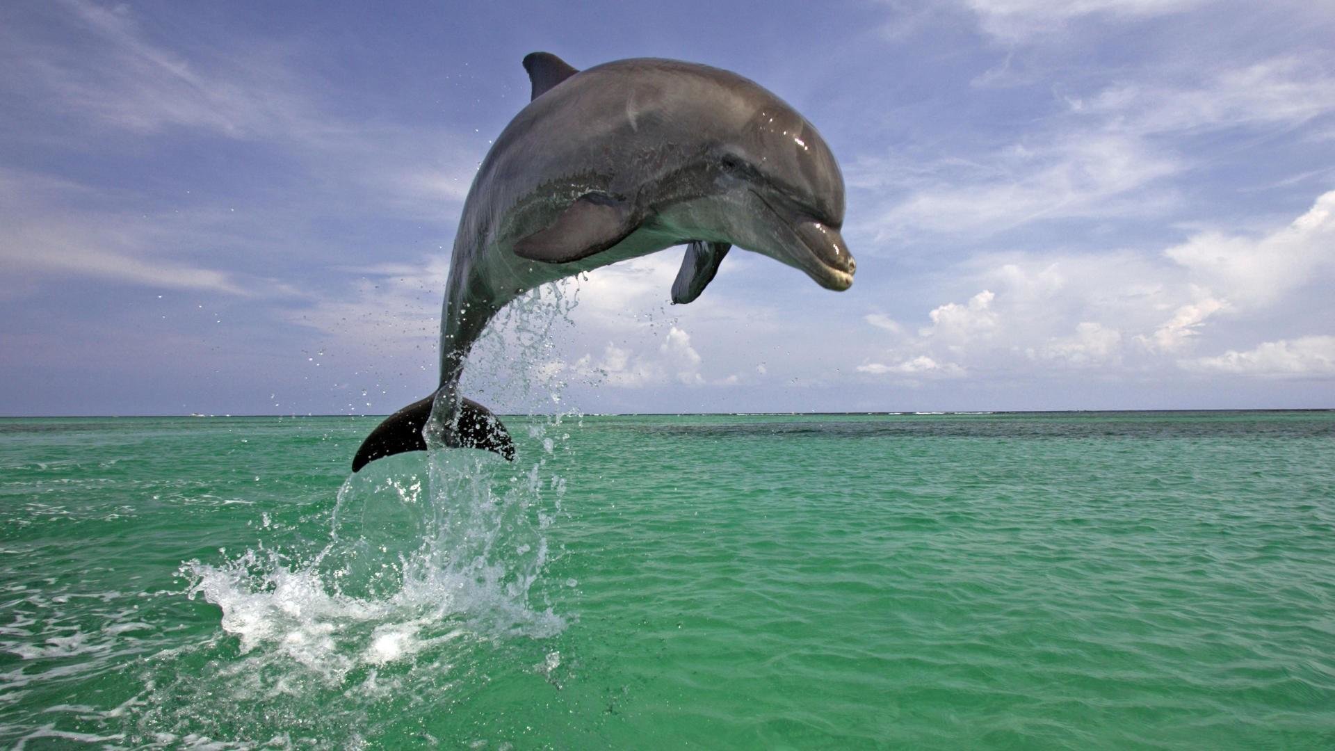 Best Dolphin background ID:248269 for High Resolution hd 1920x1080 computer